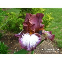 Color watch